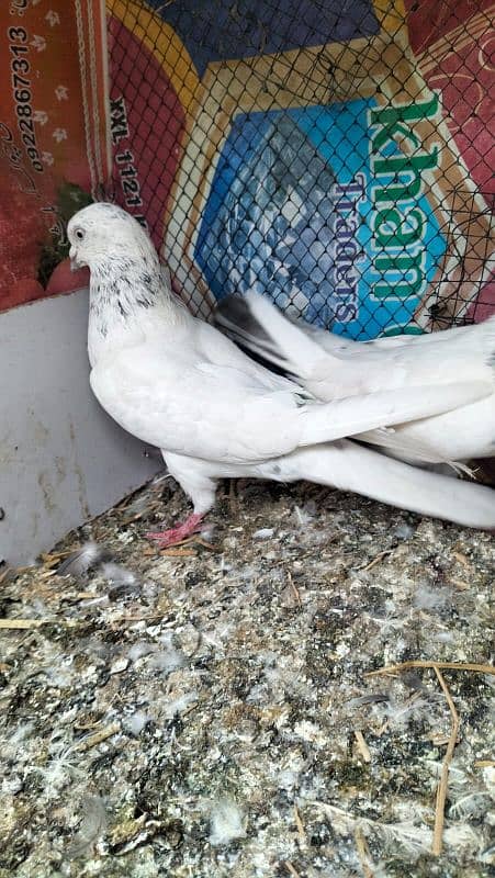 9 kabuter For sale ha Sara lana walo ka liya 400ruppee per final 2