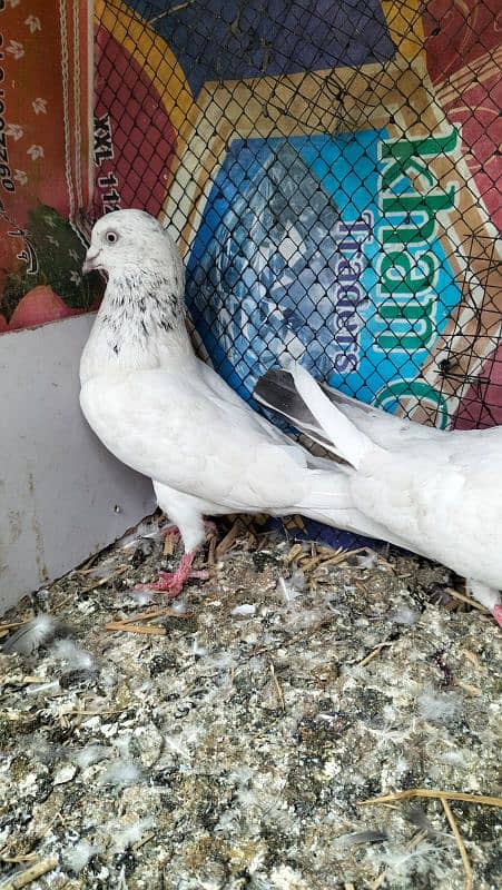 9 kabuter For sale ha Sara lana walo ka liya 400ruppee per final 4