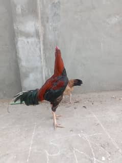 2 Aseel pairs