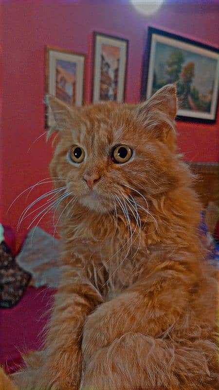 Persion Cat Available 0