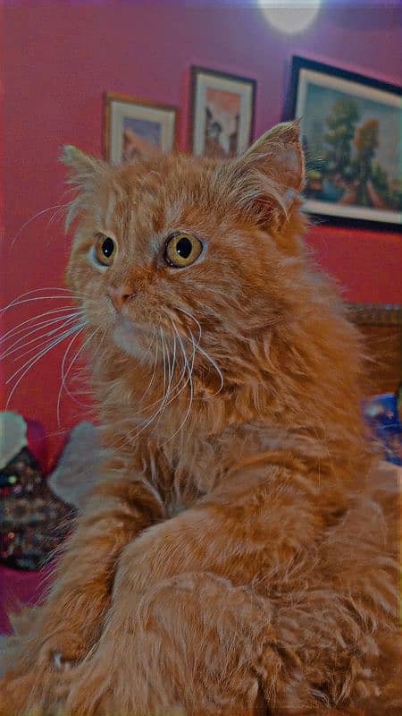 Persion Cat Available 1