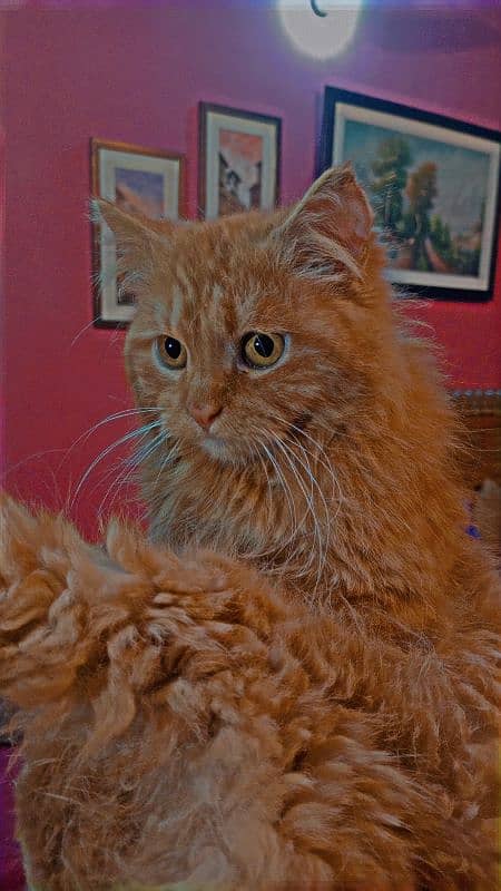 Persion Cat Available 2