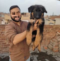 German Shepherd Puppy