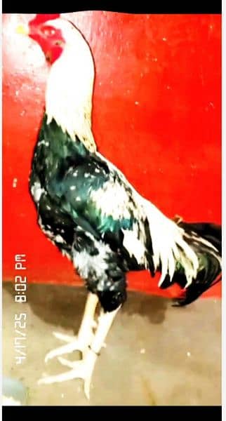 java morgha aseel 6000 0