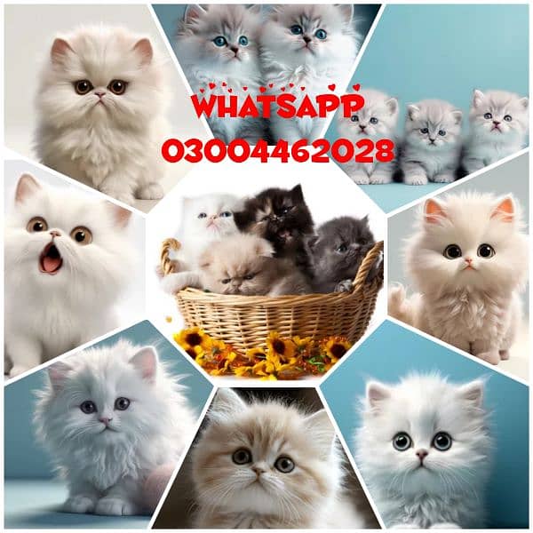 Persian Kittens | Persian Cat | Punch Face Persian | Triple Coated 0