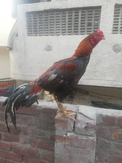 Sindhi Aseel