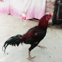 jis
