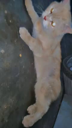 7yeaer