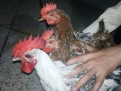 pure misri roosters and Desi hen and rooster