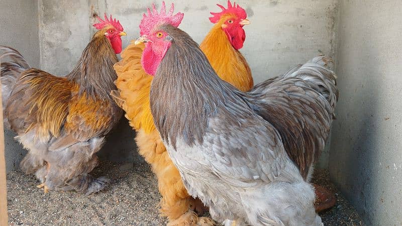 White Buff | Golden Buff | Blue Buff | Hens | Pairs for Sale 0