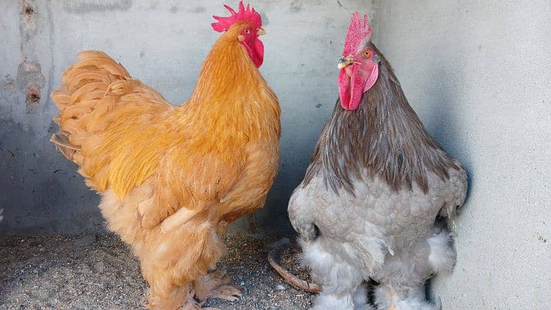 White Buff | Golden Buff | Blue Buff | Hens | Pairs for Sale 1