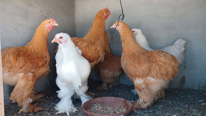 White Buff | Golden Buff | Blue Buff | Hens | Pairs for Sale 3