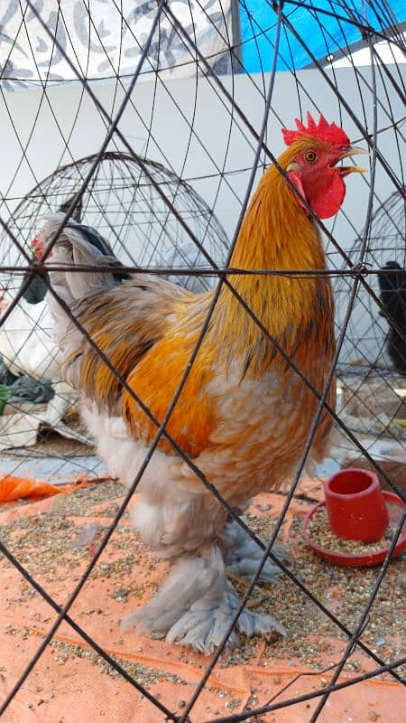 White Buff | Golden Buff | Blue Buff | Hens | Pairs for Sale 4
