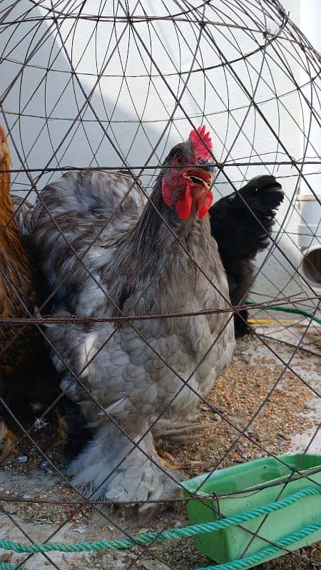 White Buff | Golden Buff | Blue Buff | Hens | Pairs for Sale 6