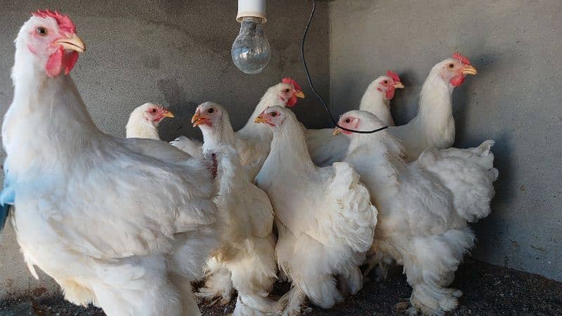 White Buff | Golden Buff | Blue Buff | Hens | Pairs for Sale 7