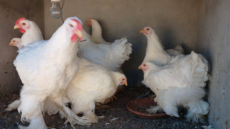 White Buff | Golden Buff | Blue Buff | Hens | Pairs for Sale 8