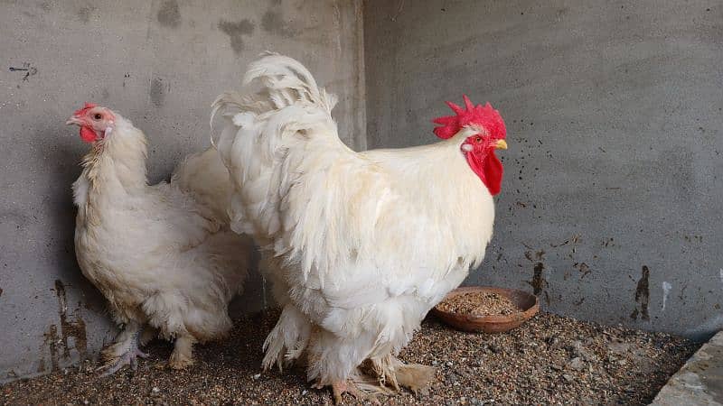 White Buff | Golden Buff | Blue Buff | Hens | Pairs for Sale 9
