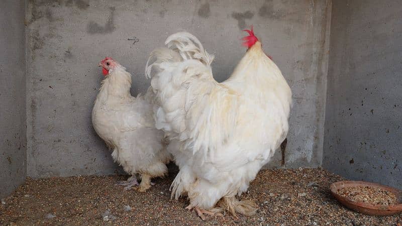 White Buff | Golden Buff | Blue Buff | Hens | Pairs for Sale 10