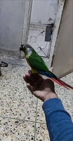 healthy active playful and tem