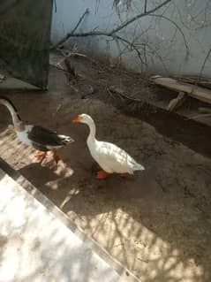 elegant pair of ducks