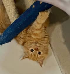 Catts