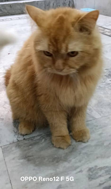 Catts 1