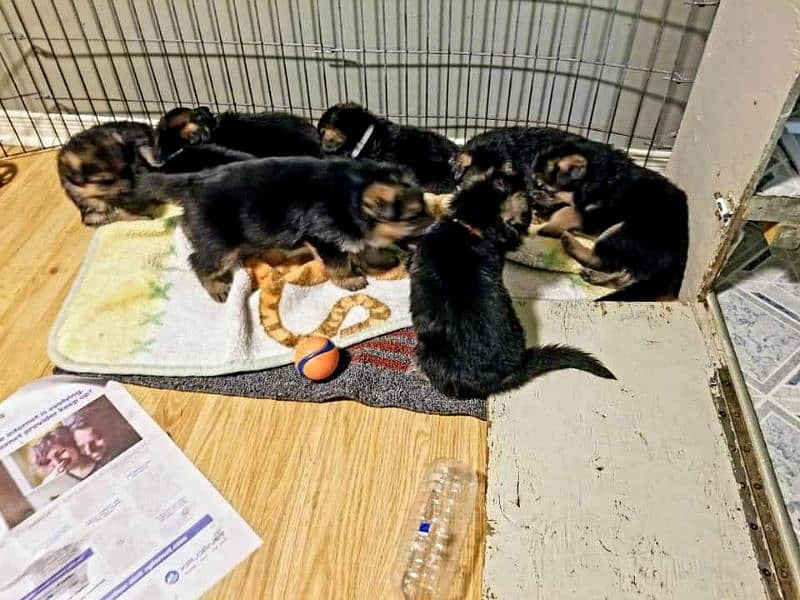 German Shepherd Puppies For Sale Only for Pet lover family 4