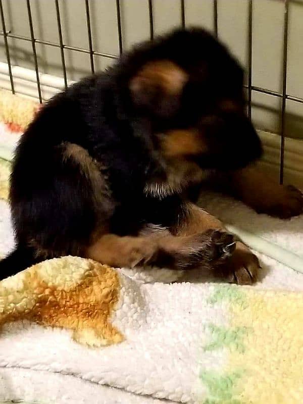 German Shepherd Puppies For Sale Only for Pet lover family 5
