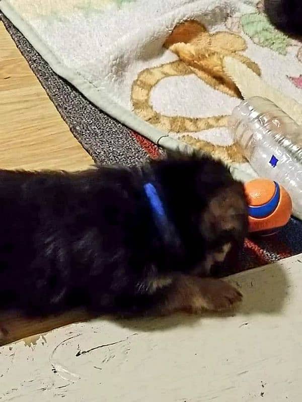 German Shepherd Puppies For Sale Only for Pet lover family 6