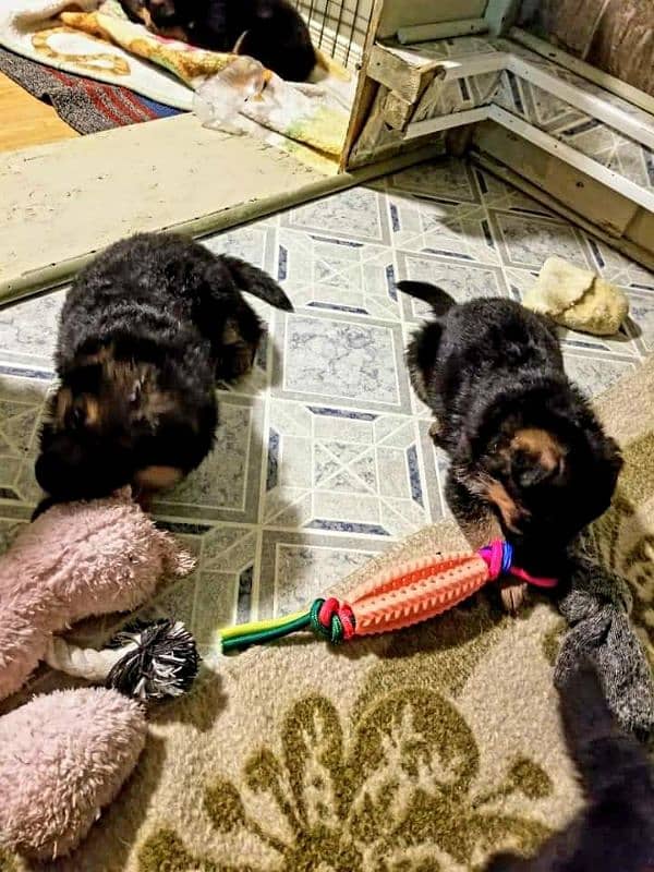 German Shepherd Puppies For Sale Only for Pet lover family 7