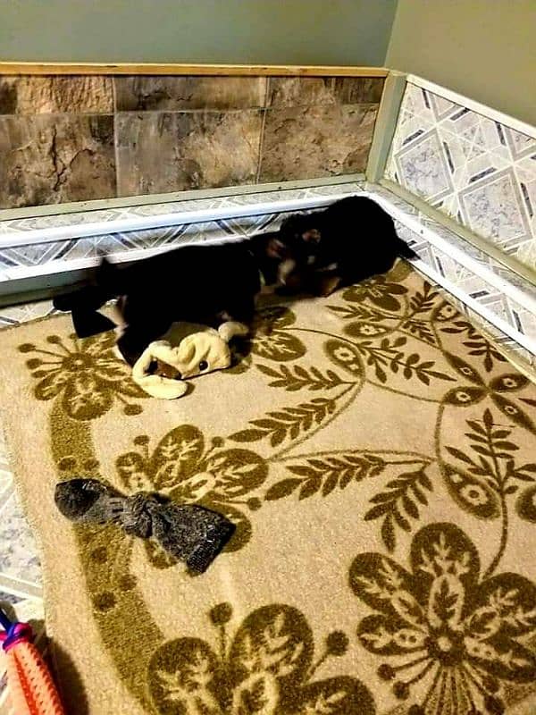 German Shepherd Puppies For Sale Only for Pet lover family 8