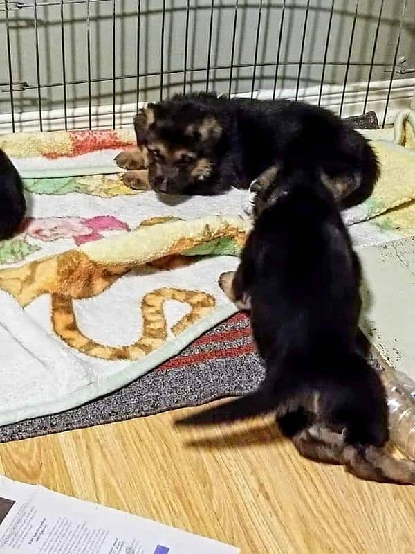 German Shepherd Puppies For Sale Only for Pet lover family 10