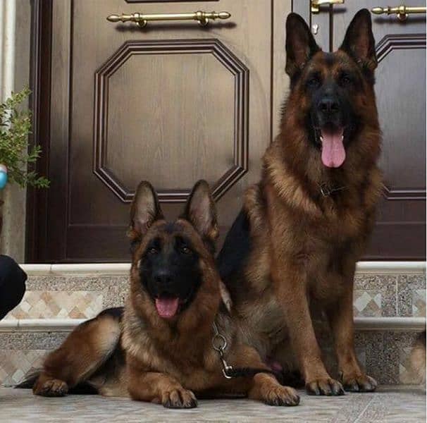 German Shepherd Puppies For Sale Only for Pet lover family 11