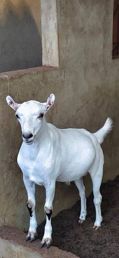 qurbane