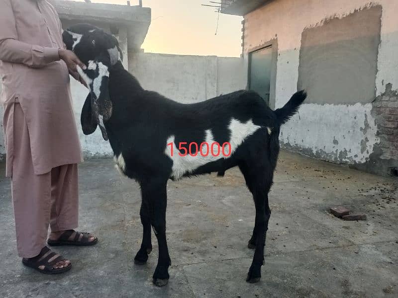 Yahya goat form 0