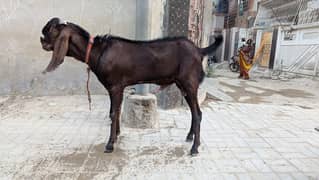 fresh 2 dant nagra betal breeder