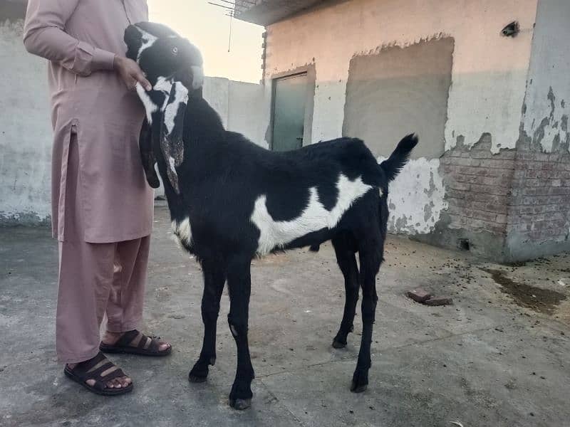 Yahya goat form 2