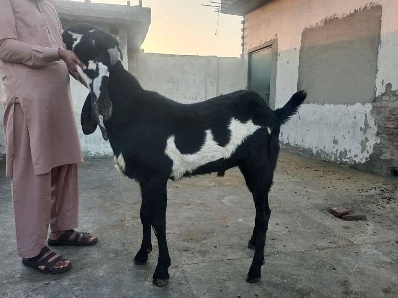 Yahya goat form 3