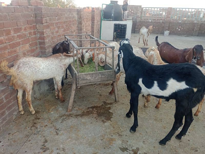 Yahya goat form 4