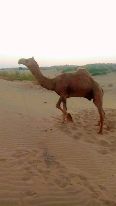 Camel For Sale (Qurbani) 0