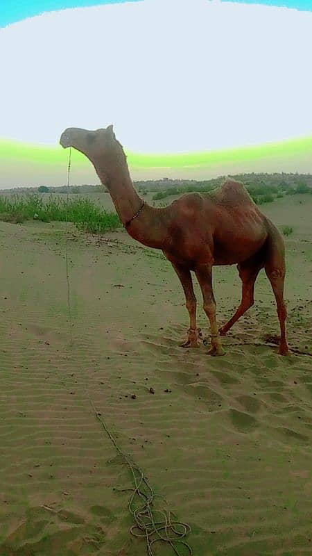 Camel For Sale (Qurbani) 1