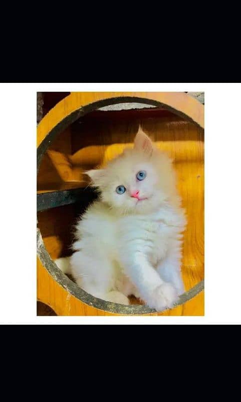Persian triple coated punch face kitten available for sale 0