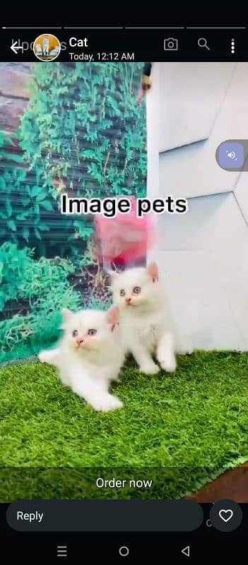 Persian triple coated punch face kitten available for sale 3