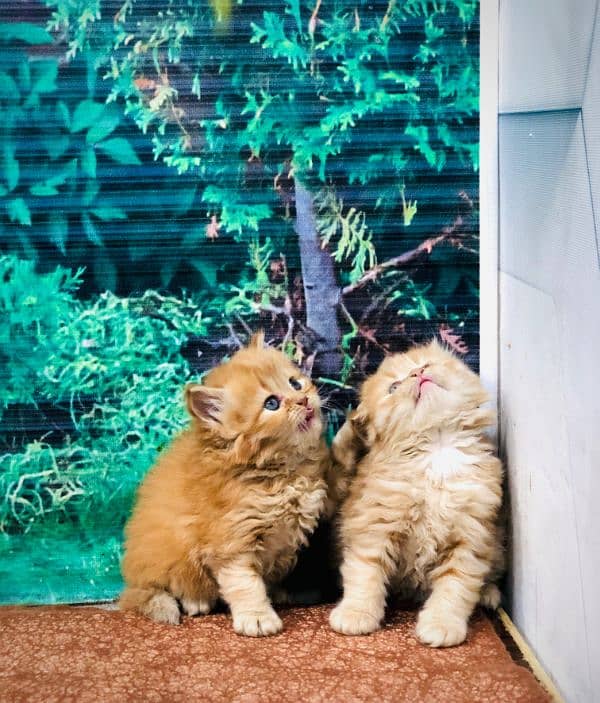 Persian triple coated punch face kitten available for sale 4
