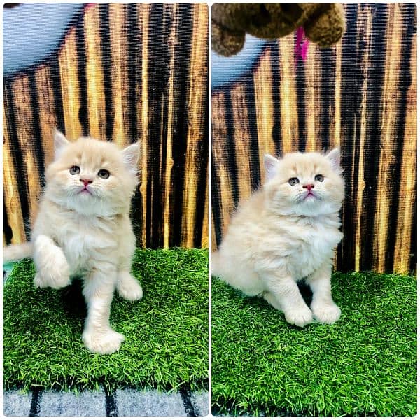 Persian triple coated punch face kitten available for sale 9