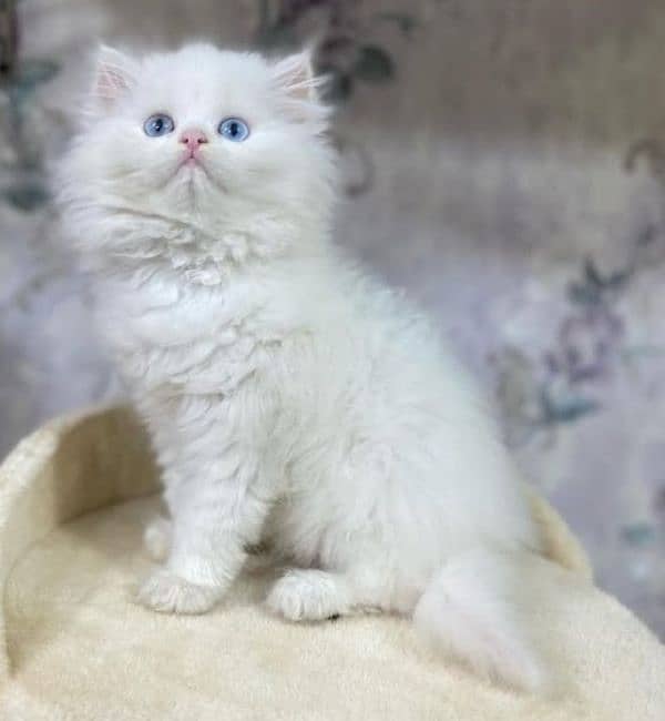 Persian triple coated punch face kitten available for sale 15