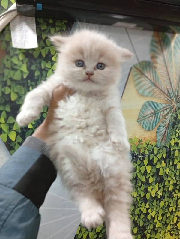 Persian triple coated punch face kitten available for sale 17