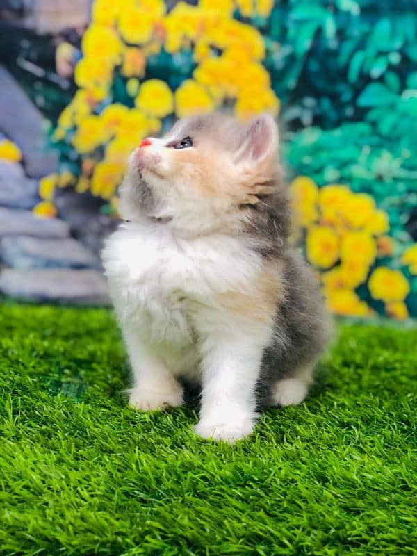 Persian triple coated punch face kitten available for sale 9