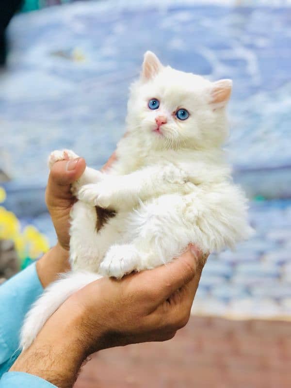 Persian triple coated punch face kitten available for sale 14