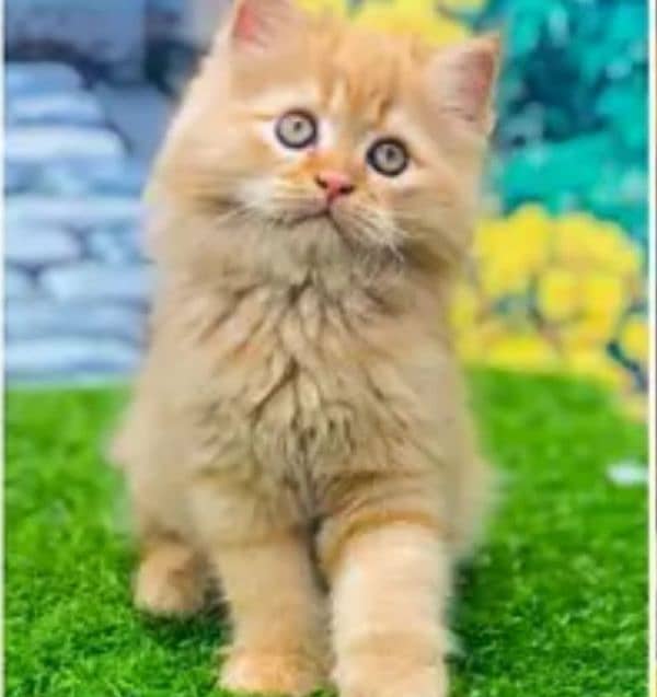 Persian triple coated punch face kitten available for sale 16